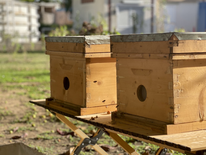 تربية النحل في البيئات الحضرية و قائمة وجبات مستوحاة من العسل