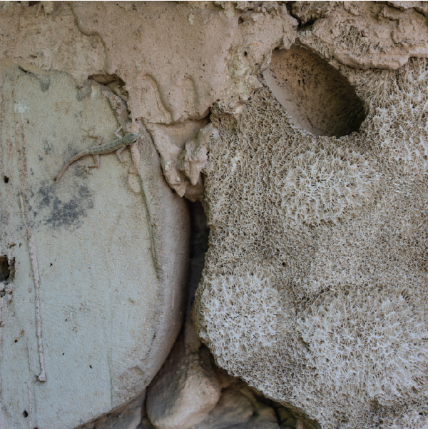 Decorate with Coral Stone Formations