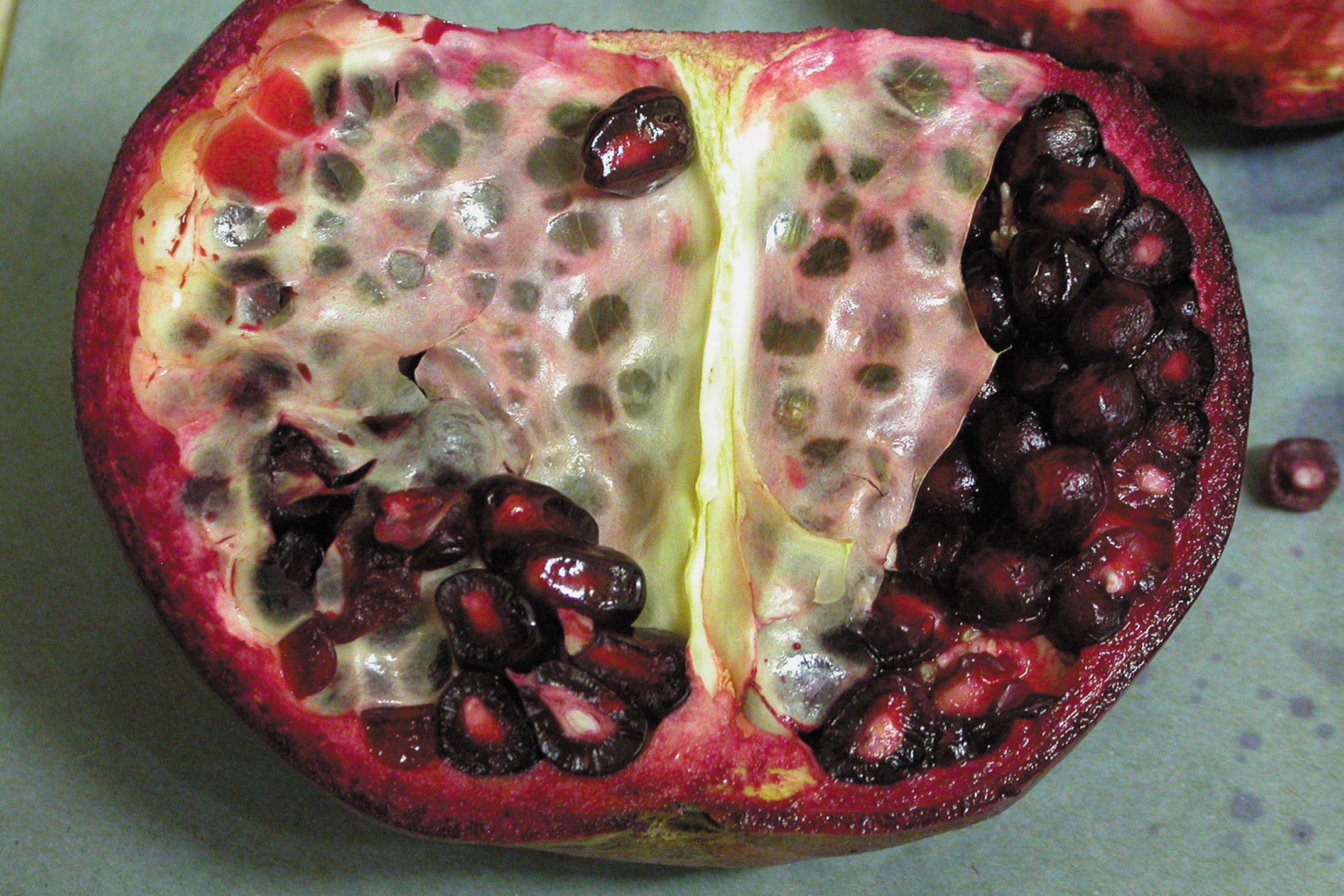 The Pomegranate